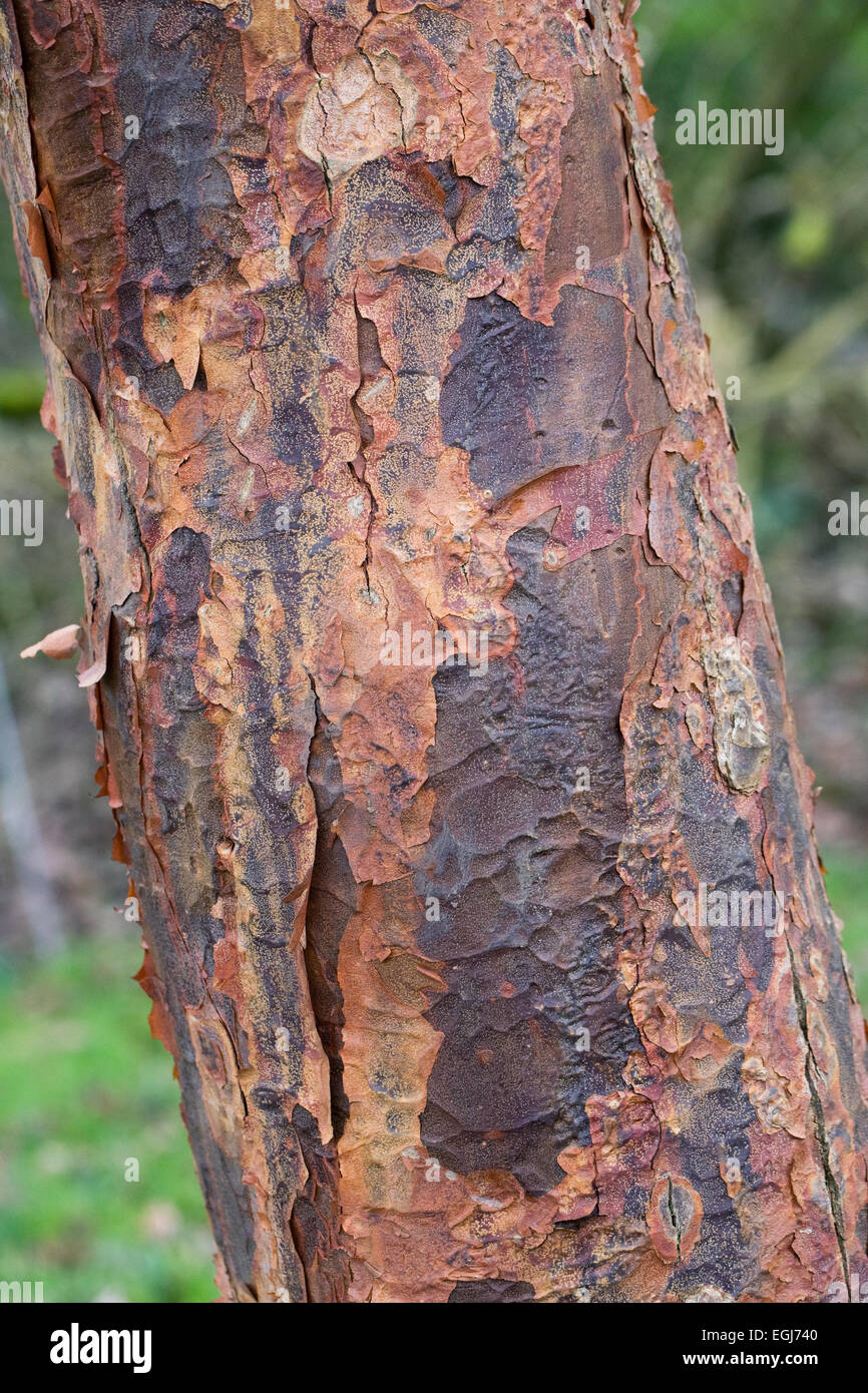 Abblätternde Rinde von Acer Griseum im Winter. Stockfoto