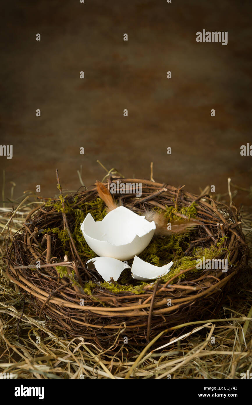 Leeren Eierschalen in eine verlassene Nest liegend Stockfoto