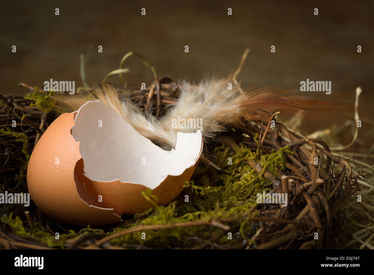 Leeren Eierschalen in eine verlassene Nest liegend Stockfoto