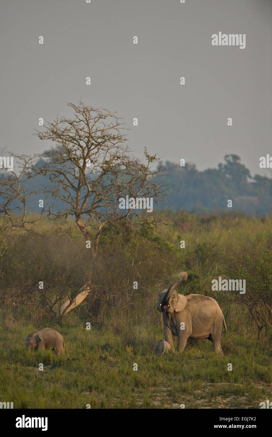 Asiatische oder asiatische Elefant (Elephas Maximus) im Grasland von Kaziranga Nationalpark in Assam Stockfoto