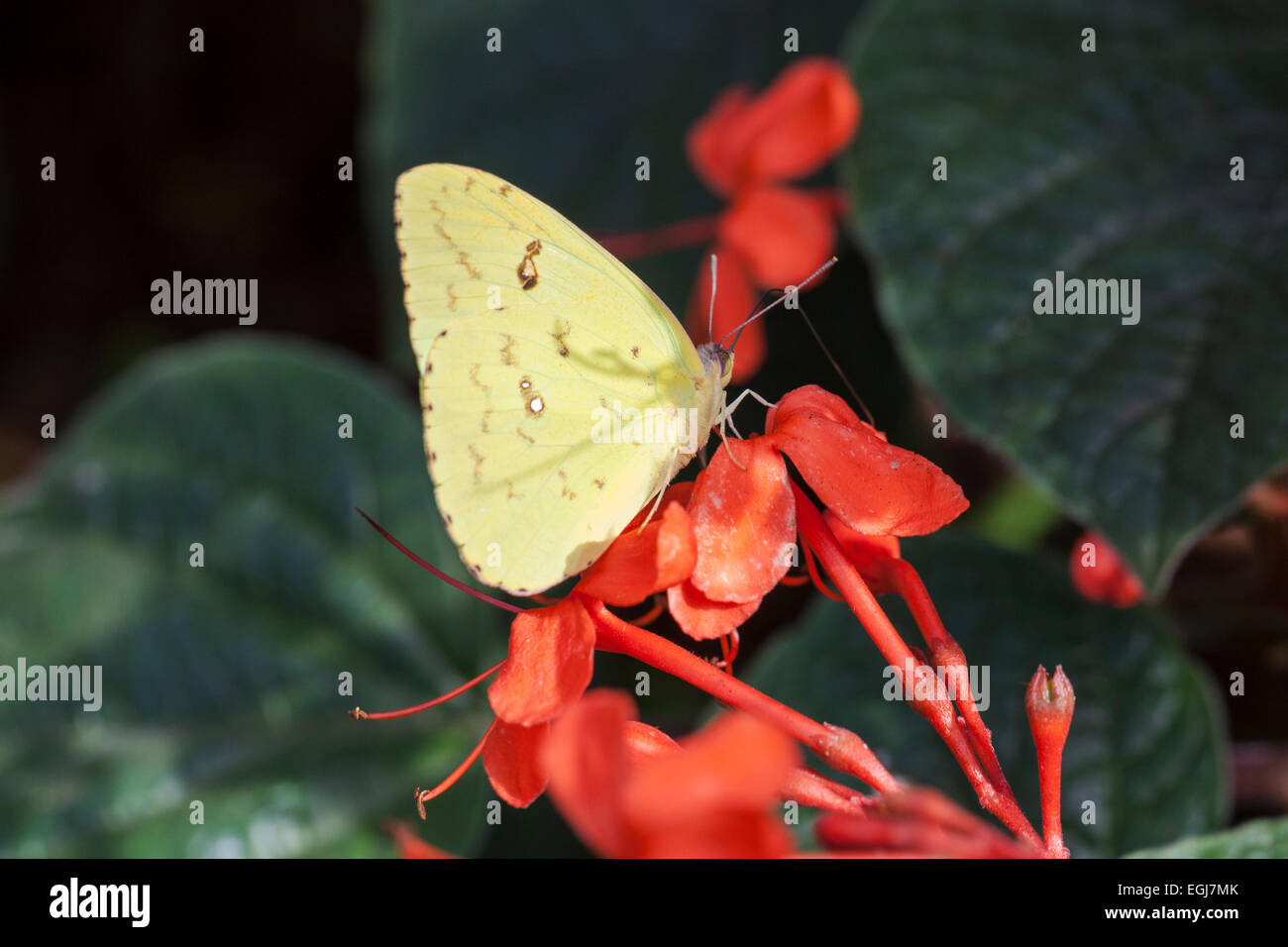 Africain Jaune Emigrant Pieridae Sexualdichroismus Catopsilia Florella Schmetterling gelb Insekt Blume rot grünes Blatt Stockfoto