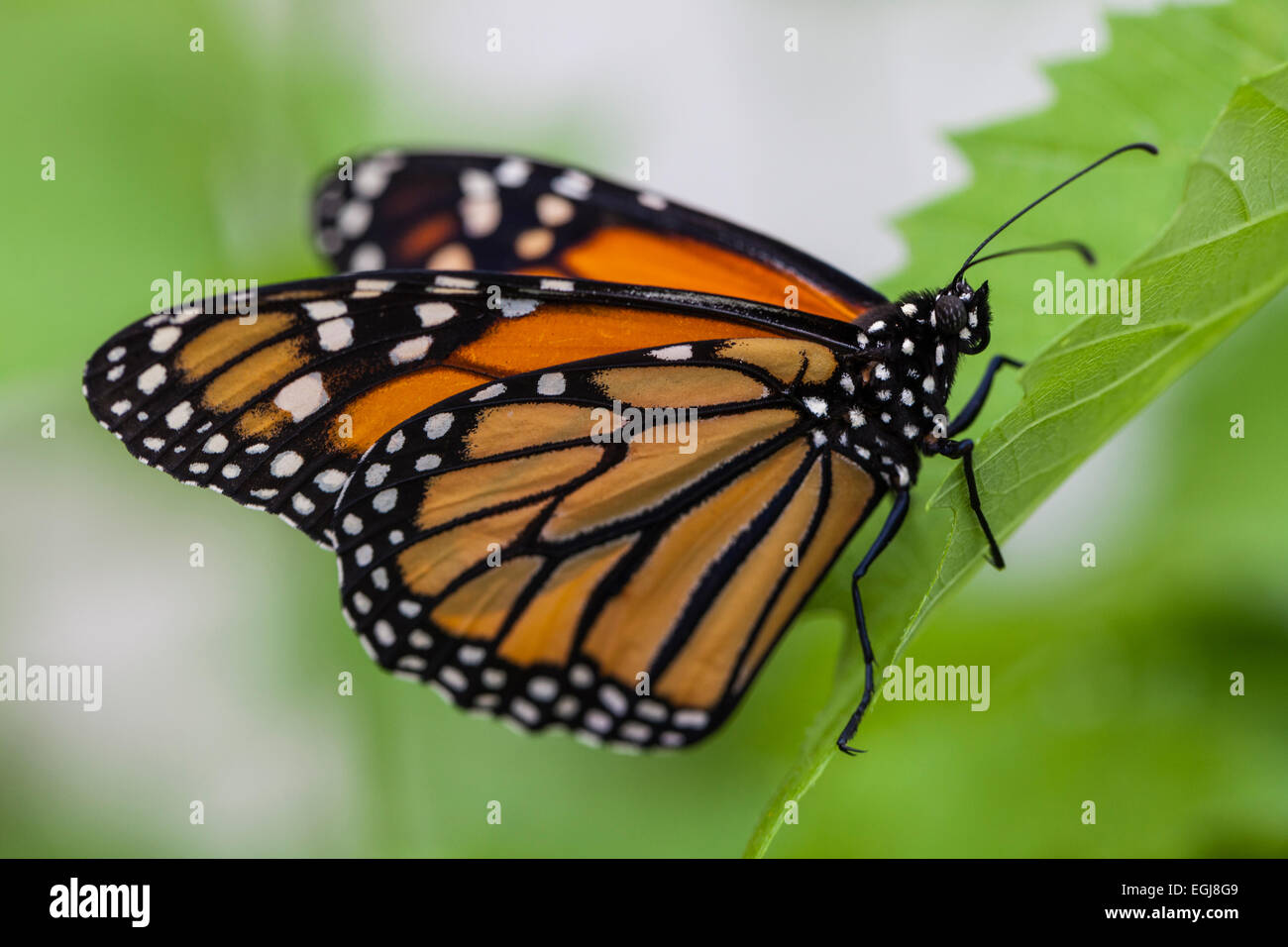 Danaus Plexippus Monarch Nymphalidae Danainae Schmetterling orange schwarz weiße Blume Insekt schöne Fütterung Stockfoto