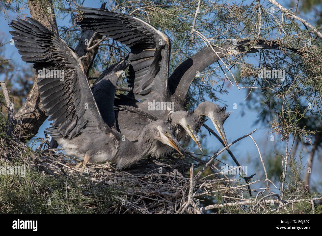 PARC ORNITOLOGIQUE DU PONT DE GAU, Frankreich - 15. Mai 2014: Drei Graureiher (Ardea Cinerea) ihr Nest zu verteidigen. Stockfoto