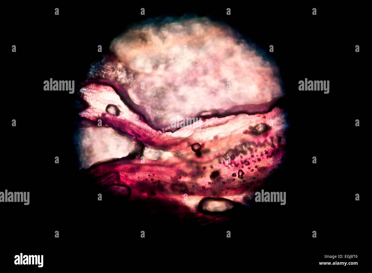 Rundes mikroskopische Bild eines Blütenblattes rosa Blume Stockfoto