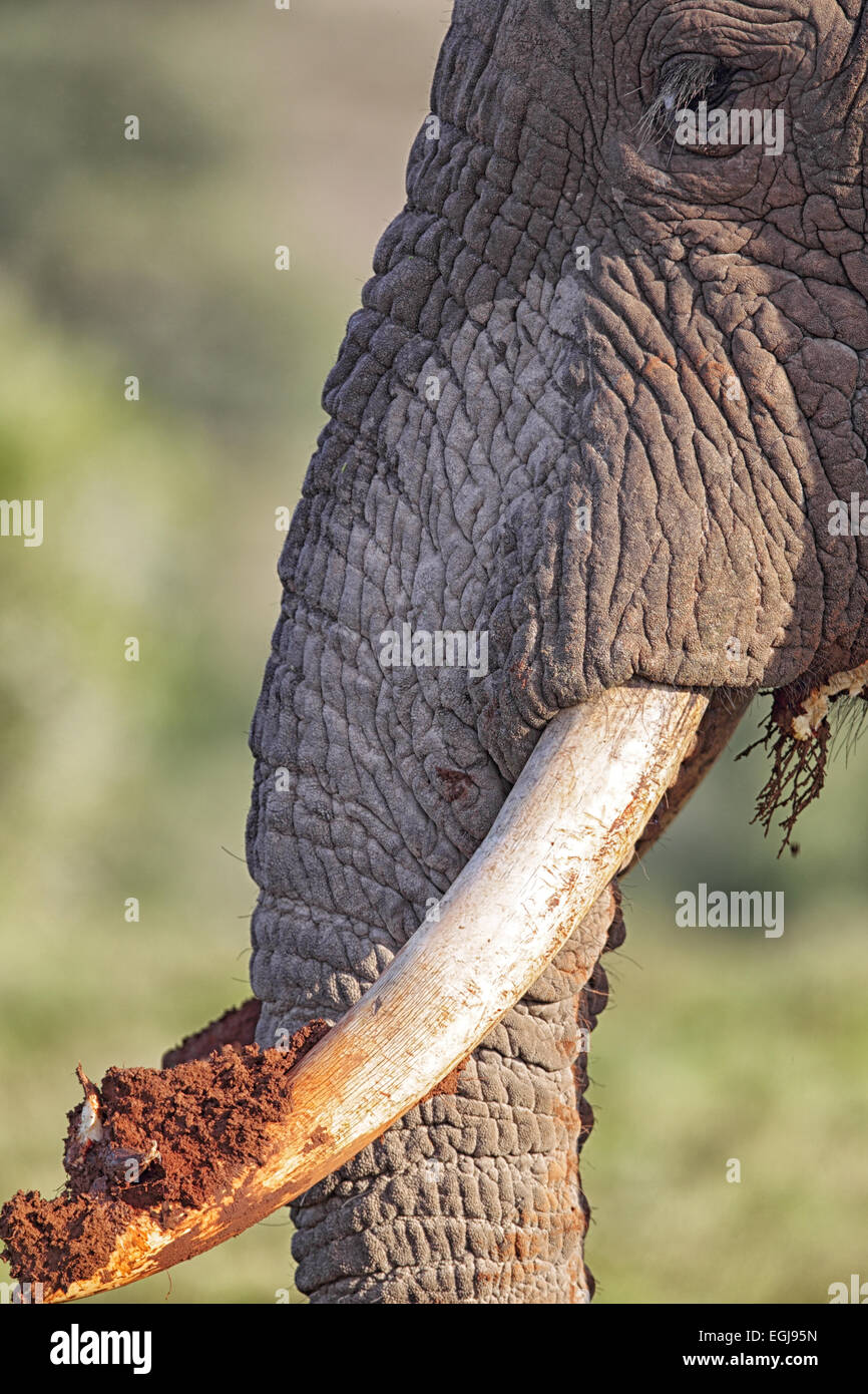 Nahaufnahme eines afrikanischen Elefanten (Loxodonta Africana) mit seiner Stoßzähne um zu graben nach Wurzeln in Amakhala Game Reserve, Eastern Cape Stockfoto