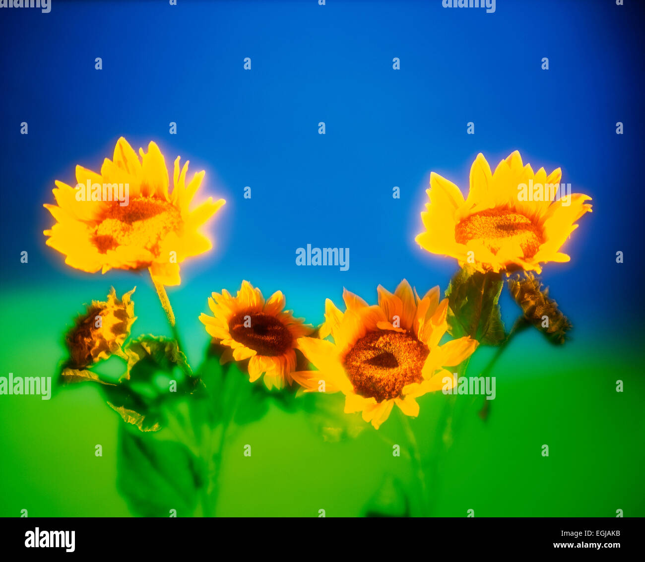 Gruppe von sonnenblumen -Fotos und -Bildmaterial in hoher Auflösung – Alamy