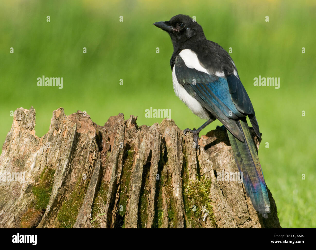 Europäische Elster (Pica Pica) thront auf einem faulen Baumstumpf in Moos bedeckt Stockfoto