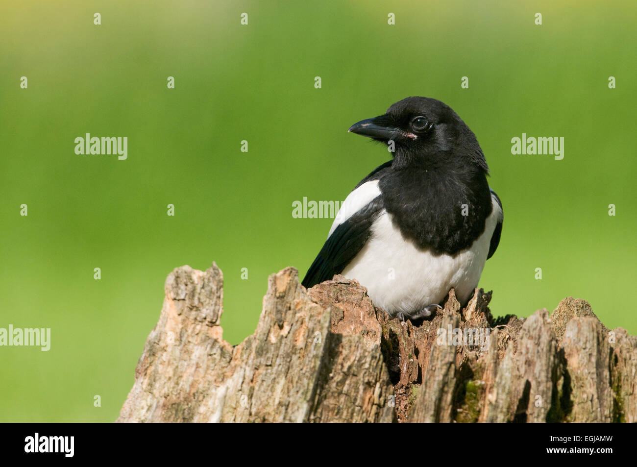 Europäische Elster (Pica Pica) thront auf einem faulen Baumstumpf in Moos bedeckt Stockfoto