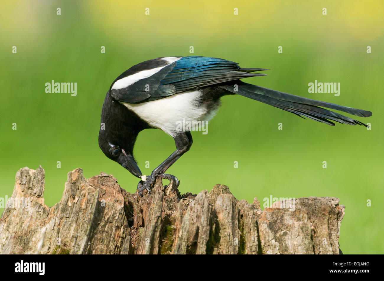 Europäische Elster (Pica Pica) ernähren sich von einem faulen Baumstumpf mit Moos bedeckt Stockfoto