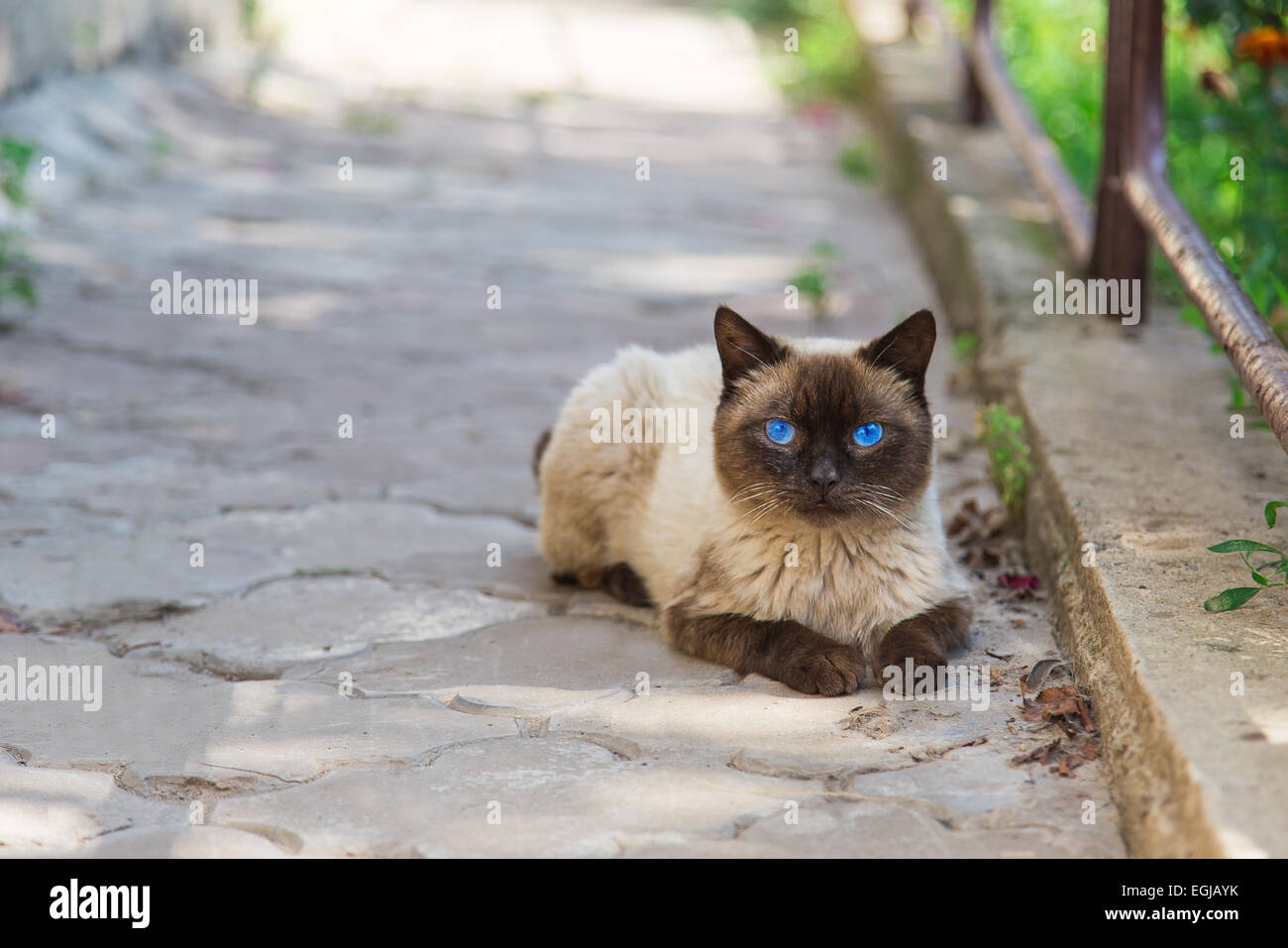 Siamesische Katze draußen am Nachmittag Stockfoto