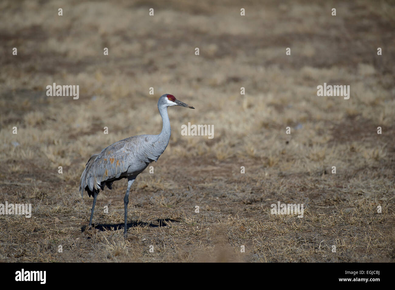 Kraniche, Essen in einem Feld der Bosque Del Apache in New Mexico, USA Stockfoto