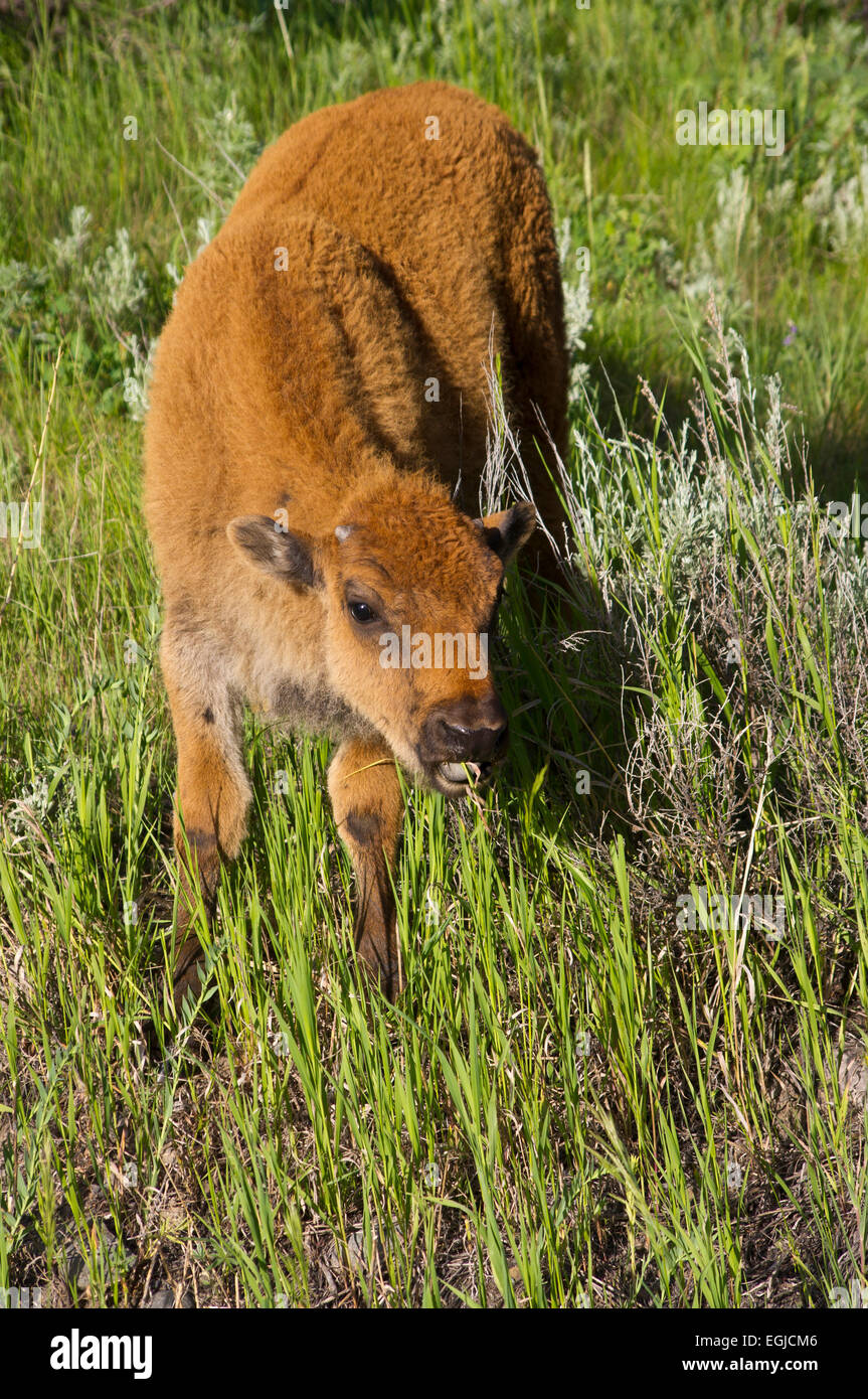 Bison Kalb Essen Grass im Yellowstone-Nationalpark im US-Bundesstaat Wyoming. Stockfoto