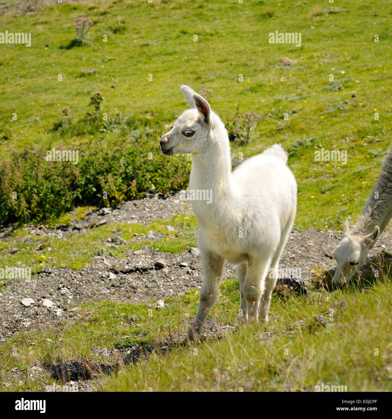 Porträt des jungen Lama, Lama Glama. Col du Tourmalet. Pyrenäen. Frankreich. Stockfoto