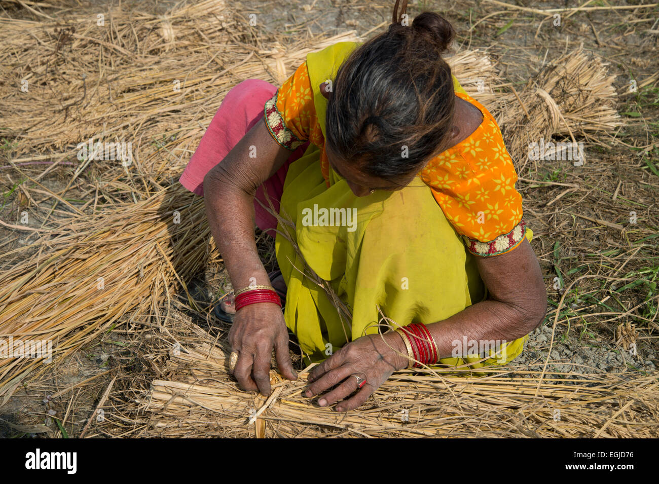Bihar. Indien. Mastichak Dorf. Frau auf der Reisernte Parzellierung. Stockfoto