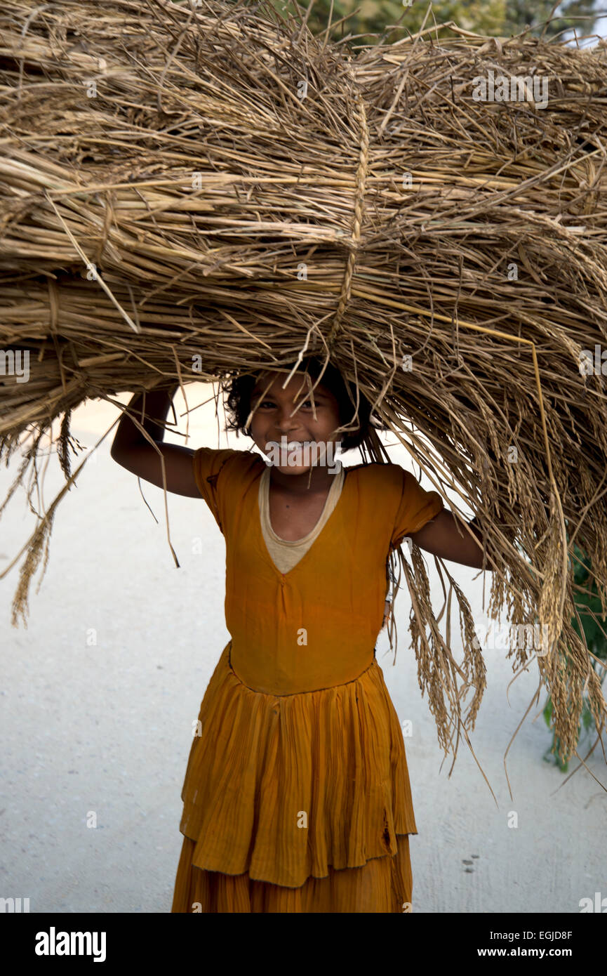 Bihar. Indien. Mastichak Dorf. Reisernte - schneiden Mädchen mit Reis. Stockfoto