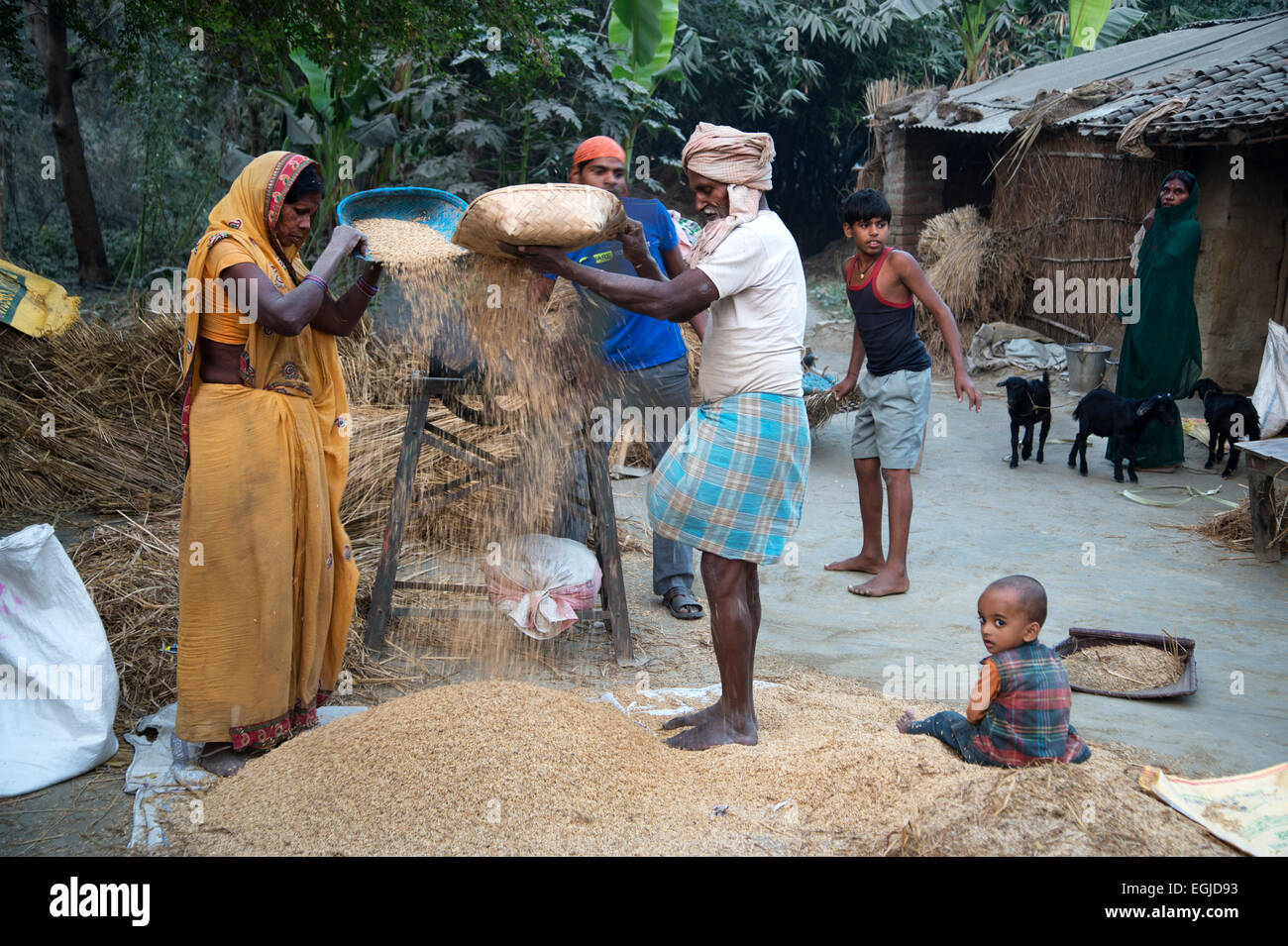 Bihar. Indien. Mastichak Dorf. Reis-Ernte - eine Familie beschäftigt worfeln. Stockfoto