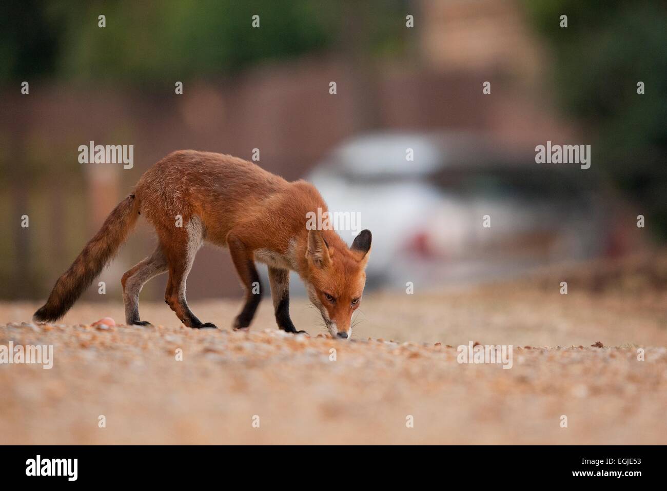 Städtischen Rotfuchs Vulpes Vulpes, London, UK. Stockfoto