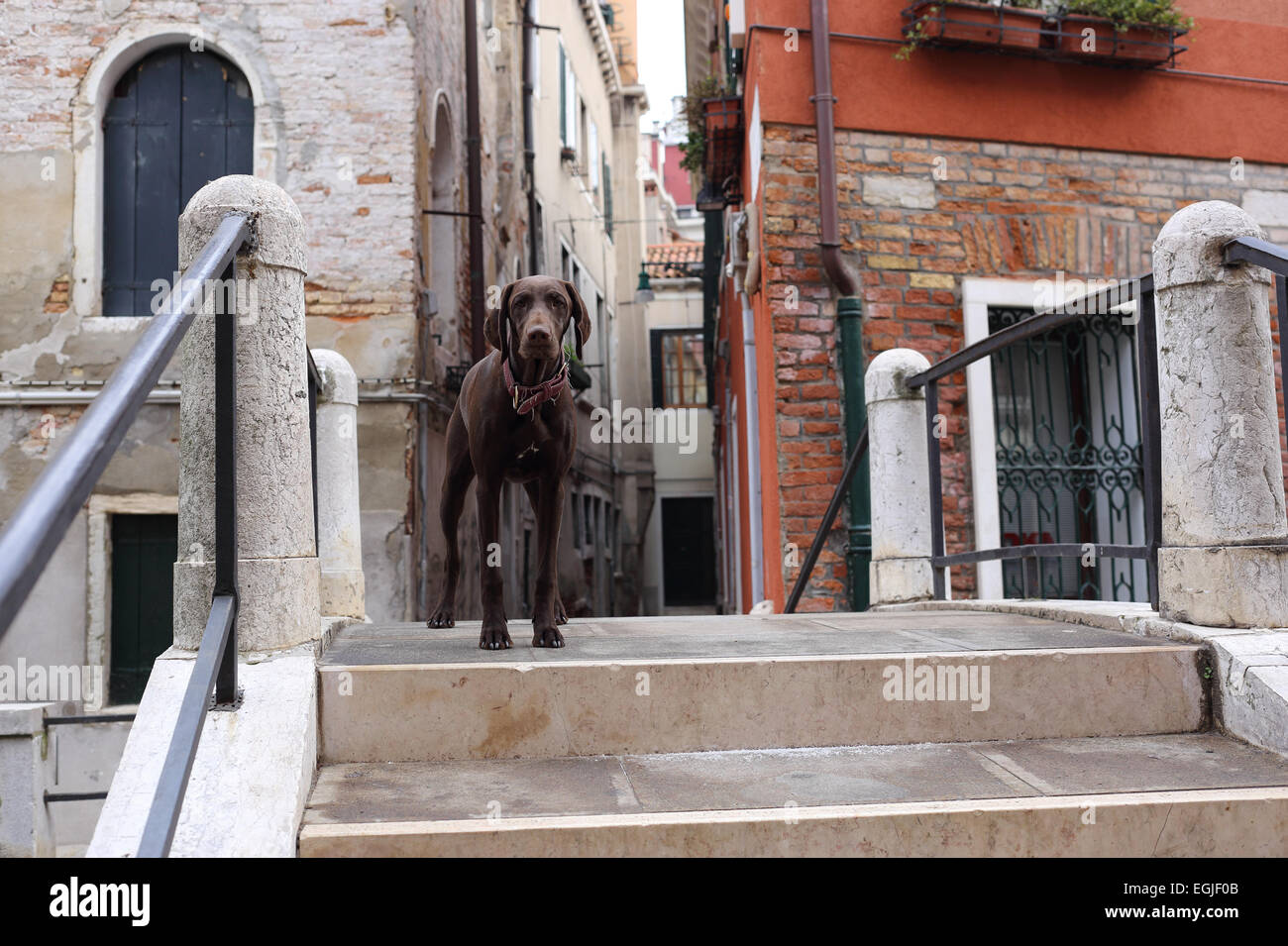 Hund auf einer Brücke in Venedig Stockfoto