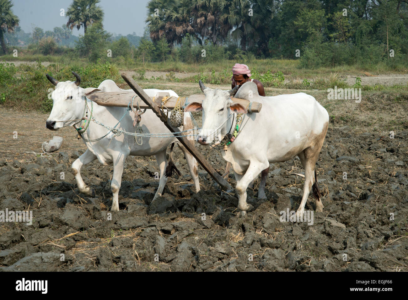 Bihar. Indien. Mastichak Dorf. Pflügen mit zwei Ochsen nach der Reisernte. Stockfoto
