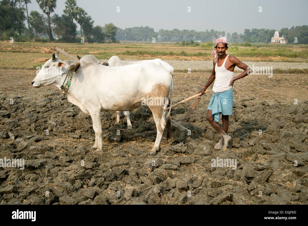 Bihar. Indien. Mastichak Dorf. Mann mit zwei Ochsen pflügen, nach der Reisernte. Stockfoto