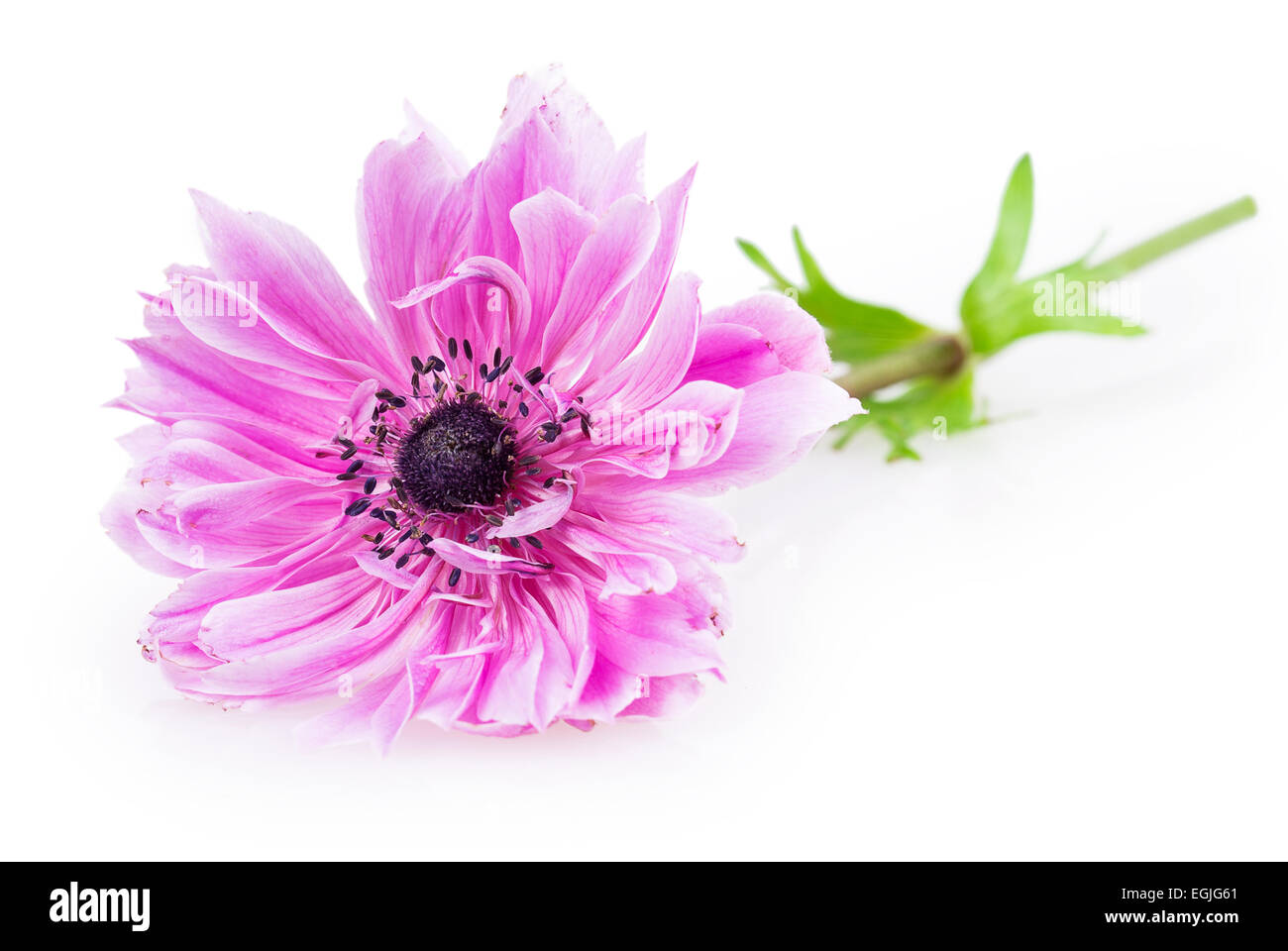 lila Anemone auf weißem Hintergrund Stockfoto