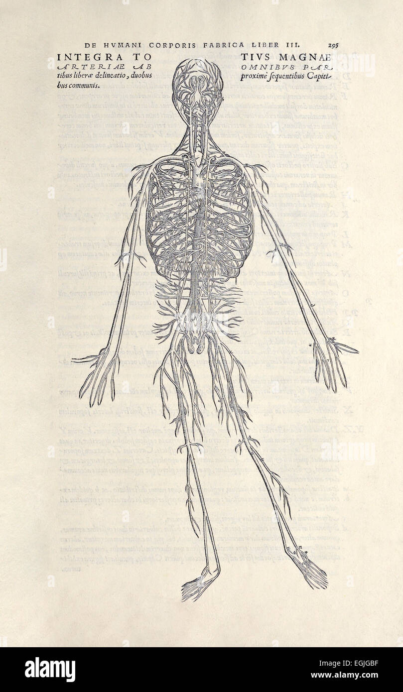 "De Humani Corporis Fabrica Libri Septem" von Andreas Vesalius (1514-1564) veröffentlicht im Jahre 1543. Siehe Beschreibung für weitere infor Stockfoto