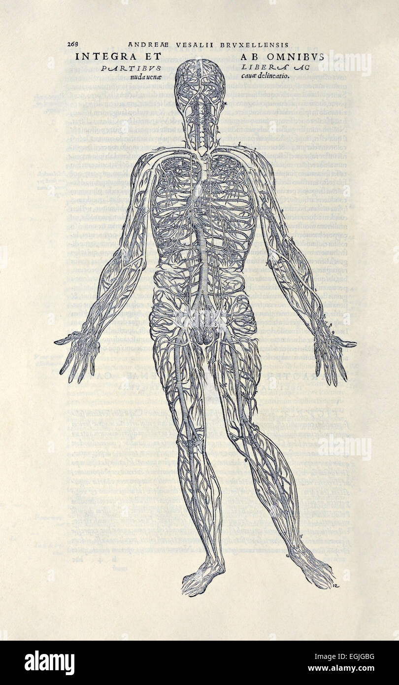 "De Humani Corporis Fabrica Libri Septem" von Andreas Vesalius (1514-1564) veröffentlicht im Jahre 1543. Siehe Beschreibung für weitere infor Stockfoto