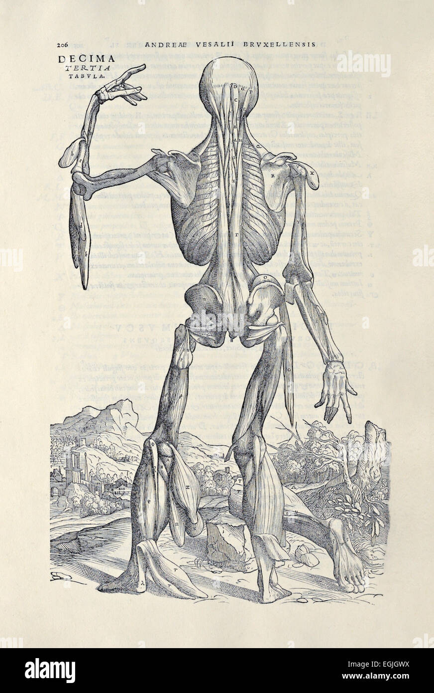 Zehnten Kraftprotz aus "De Humani Corporis Fabrica Libri Septem" von Andreas Vesalius (1514-1564) veröffentlicht im Jahre 1543. Siehe Beschreibung für weitere infor Stockfoto