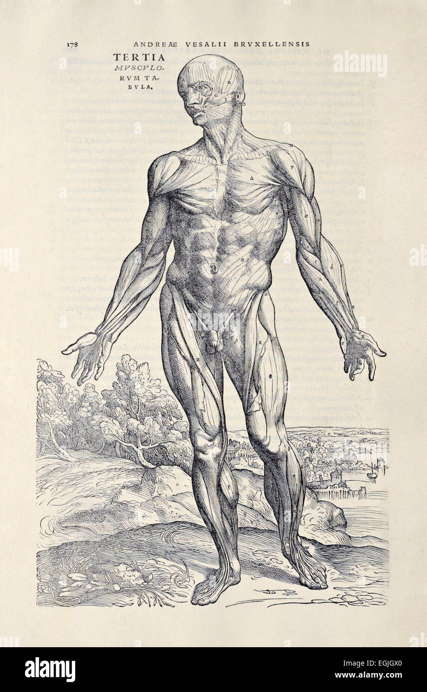 Dritte Muskel-Mann aus "De Humani Corporis Fabrica Libri Septem" von Andreas Vesalius (1514-1564) veröffentlicht im Jahre 1543. Siehe Beschreibung für mehr Informationen. Stockfoto