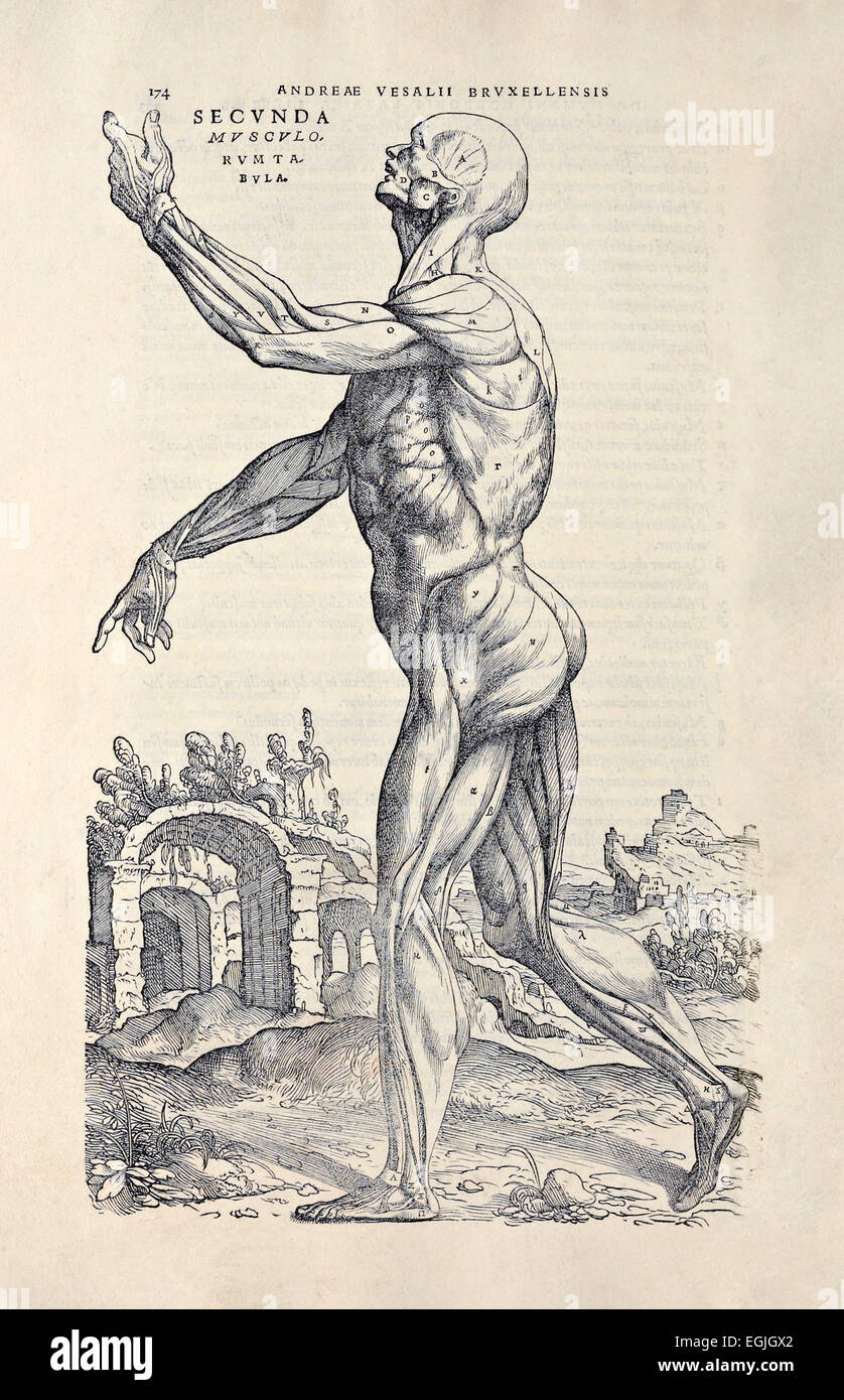 Zweite Muskel-Mann aus "De Humani Corporis Fabrica Libri Septem" von Andreas Vesalius (1514-1564) veröffentlicht im Jahre 1543. Siehe Beschreibung für weitere infor Stockfoto