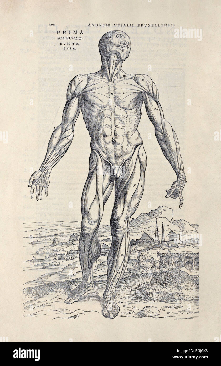 Erste Muskel-Mann aus "De Humani Corporis Fabrica Libri Septem" von Andreas Vesalius (1514-1564) veröffentlicht im Jahre 1543. Siehe Beschreibung für mehr Informationen. Stockfoto