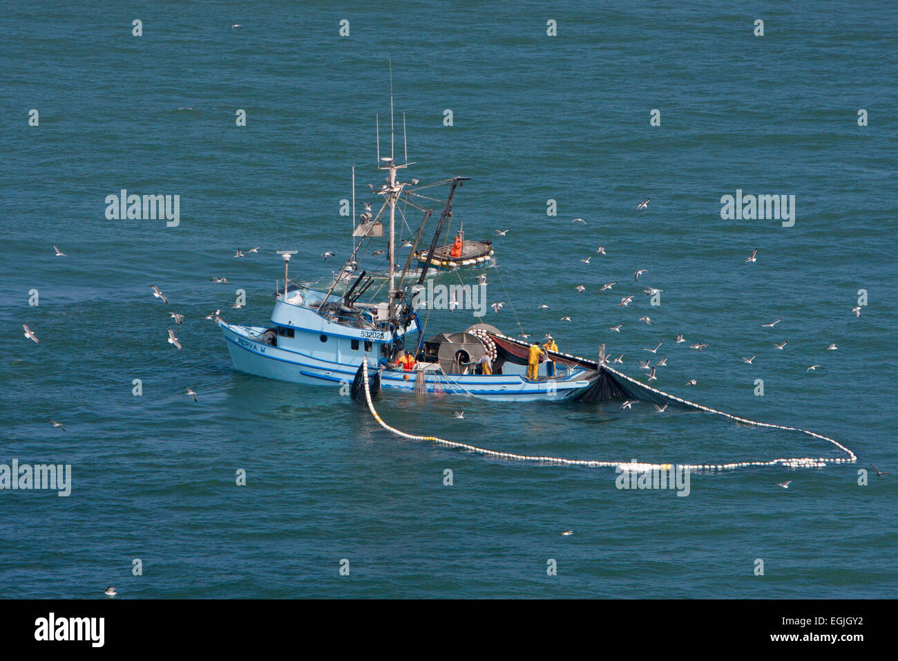 Sardellenfischerei mit Netz (Ringwade) in einem Kreis vom Boot in San Francisco Bay, Kalifornien, USA im Juni Stockfoto