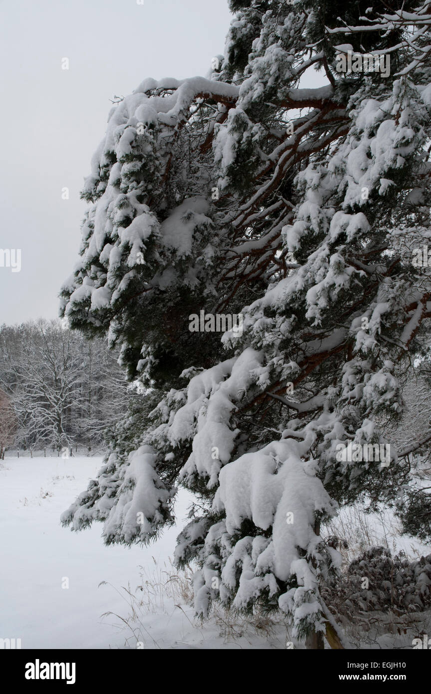 Am Ende des Jahres 2010 bedeckt eine beeindruckende Menge von Schnee im Nordosten Deutschlands.  Tiefschnee Im Flachen Nordosten Deutschlands. Stockfoto