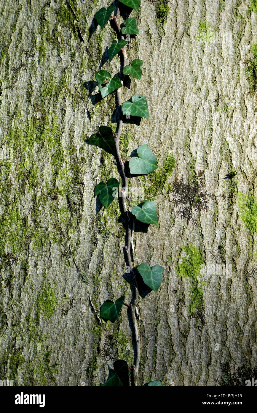 Gemeinsamen Efeu aufwachsen der Stamm eines Baumes auf der Wenallt, Cardiff, Wales, UK Stockfoto