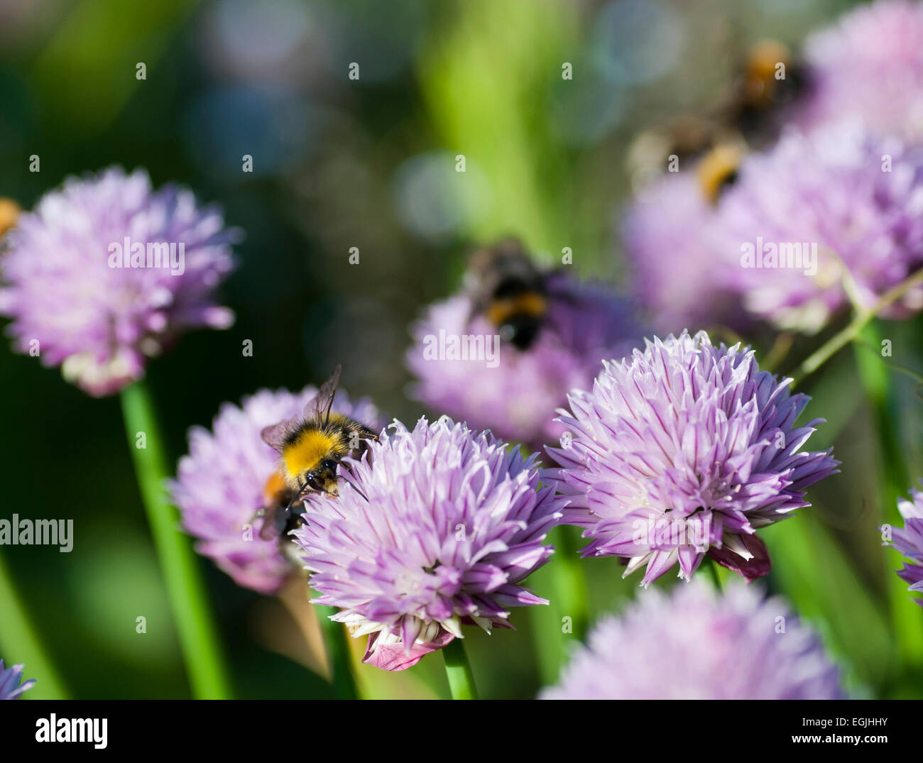 Hummeln bestäuben Schnittlauch (Allium Schoenoprasum) Stockfoto