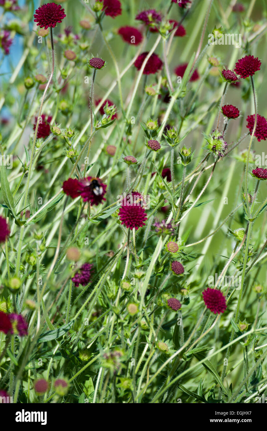 Hummeln (Bombus spp) feding auf Feld-witwenblume (knautia arvensis) Stockfoto