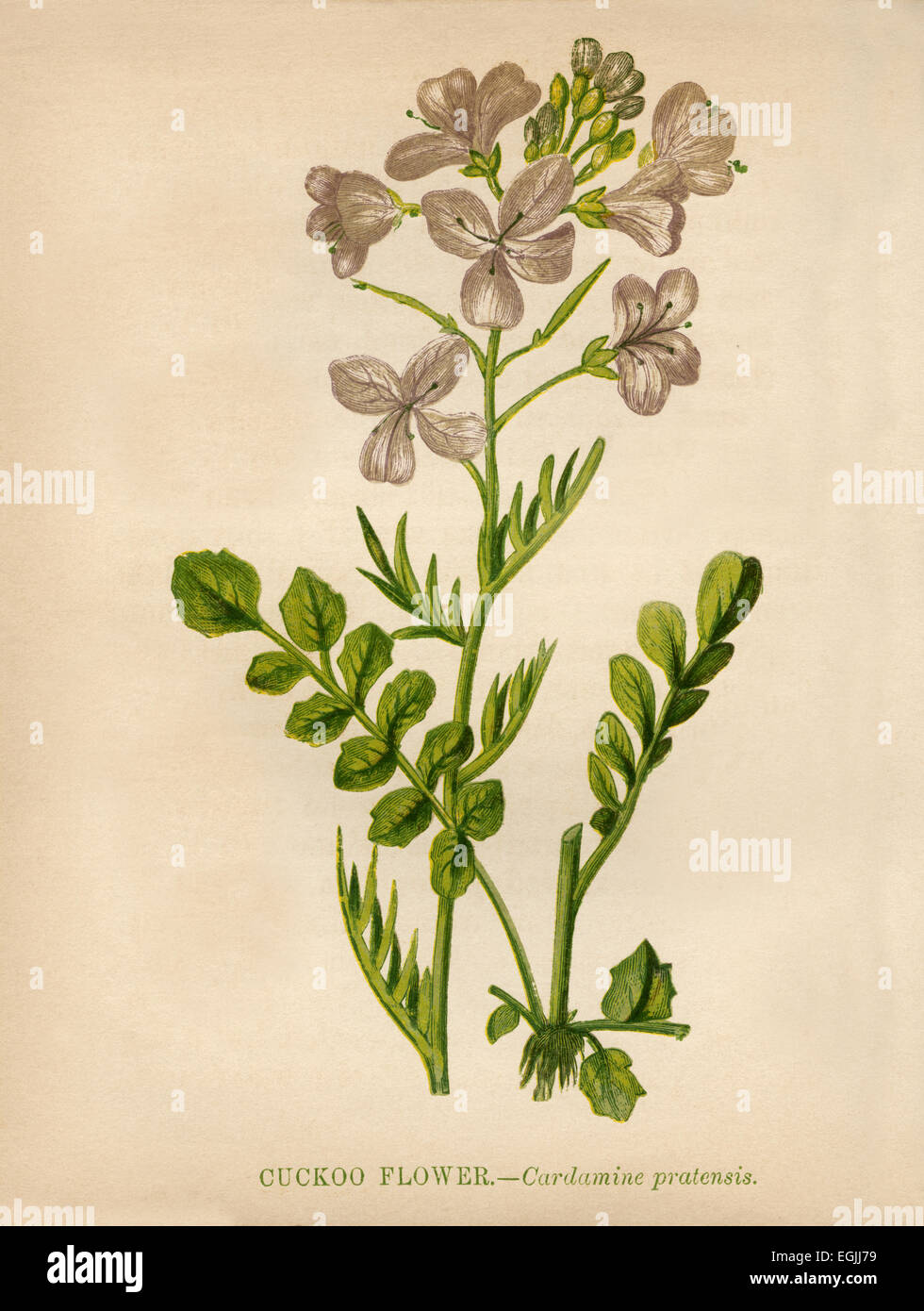 Kuckuck Blume (Cardamine Pratensis) Farblitho Künstler: Anne Pratt "Wildblumen" 1852 Stockfoto