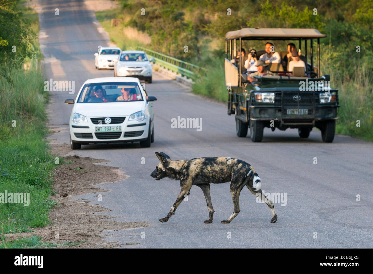 Afrikanischer Wildhund (LYKAON Pictus) eine Straße überqueren, Toursits gerade aus einem Jeep, Krüger Nationalpark, Südafrika Stockfoto