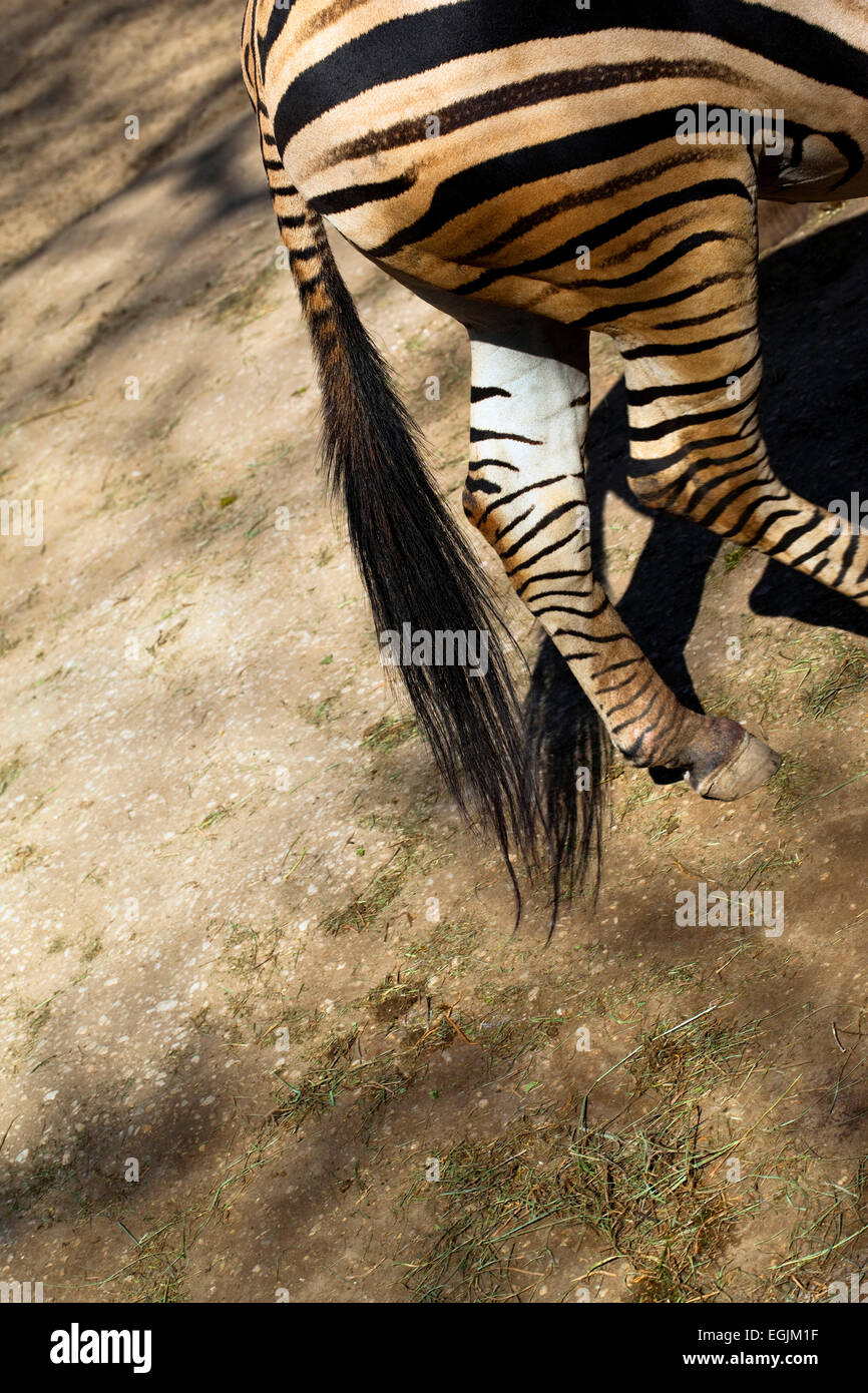 Nahaufnahme eines Zebras Wandern in einem park Stockfoto