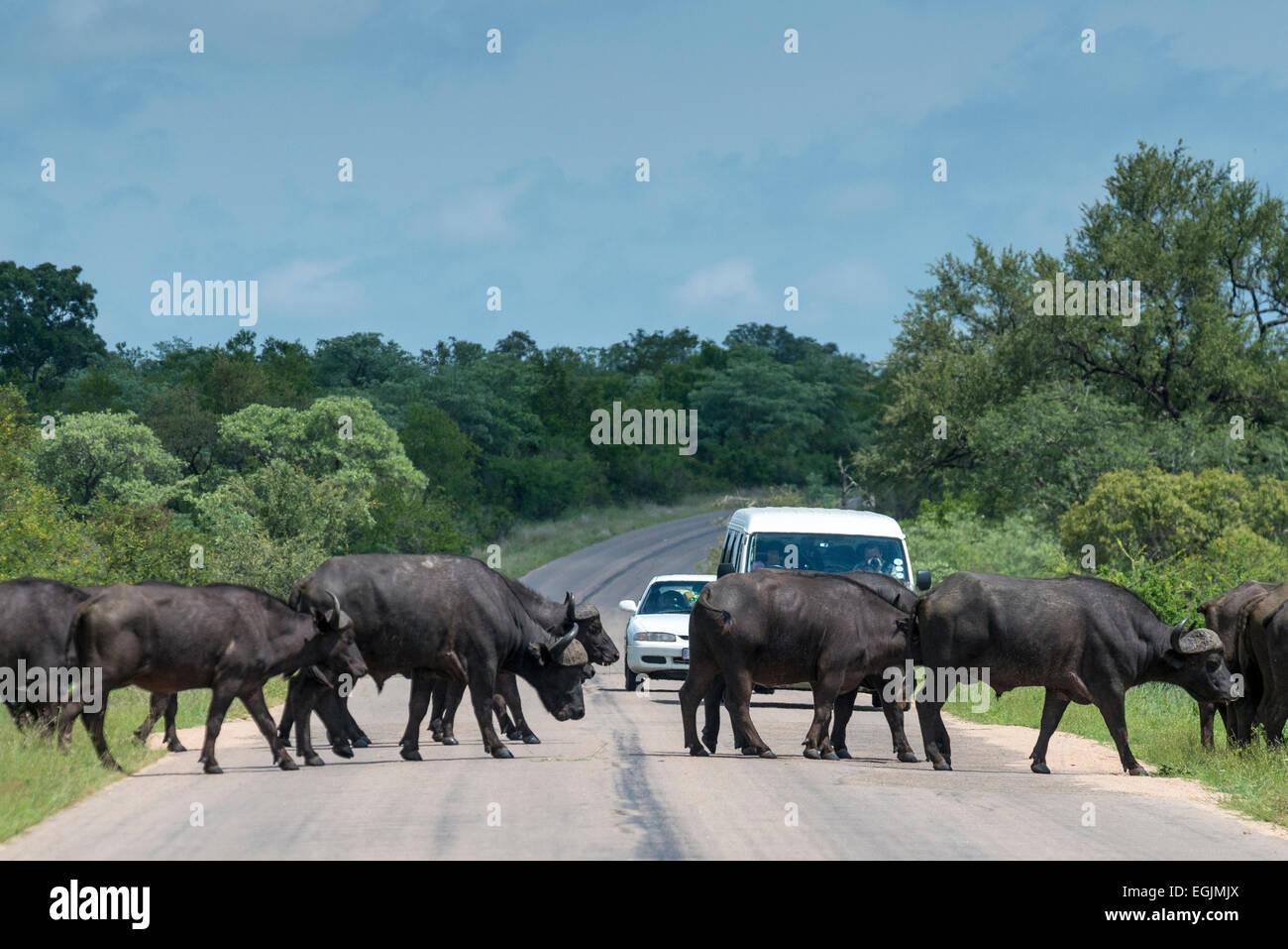 Buffalo car -Fotos und -Bildmaterial in hoher Auflösung – Alamy