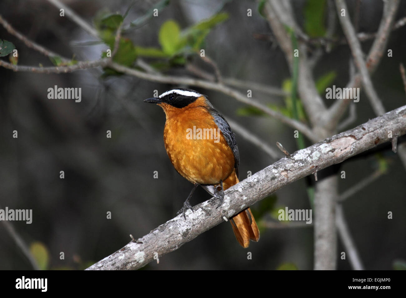 Weißer-browed Robin-Chat thront auf schattigen Zweig in Südafrika thront Stockfoto