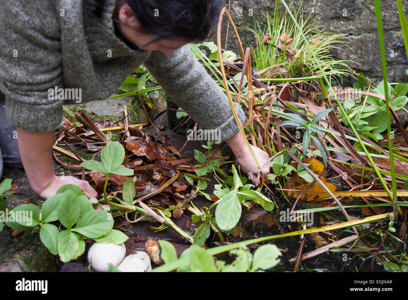 Frau Gärtner kniend beim Löschen herbst Unkraut und Blätter von Überwucherten Teich Stockfoto