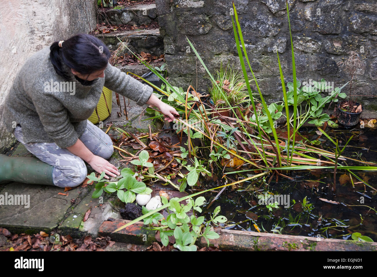 Lady Gärtner in Wellington boots kniend beim clearing Herbst Unkraut und fährt von bewachsenen Teich Stockfoto