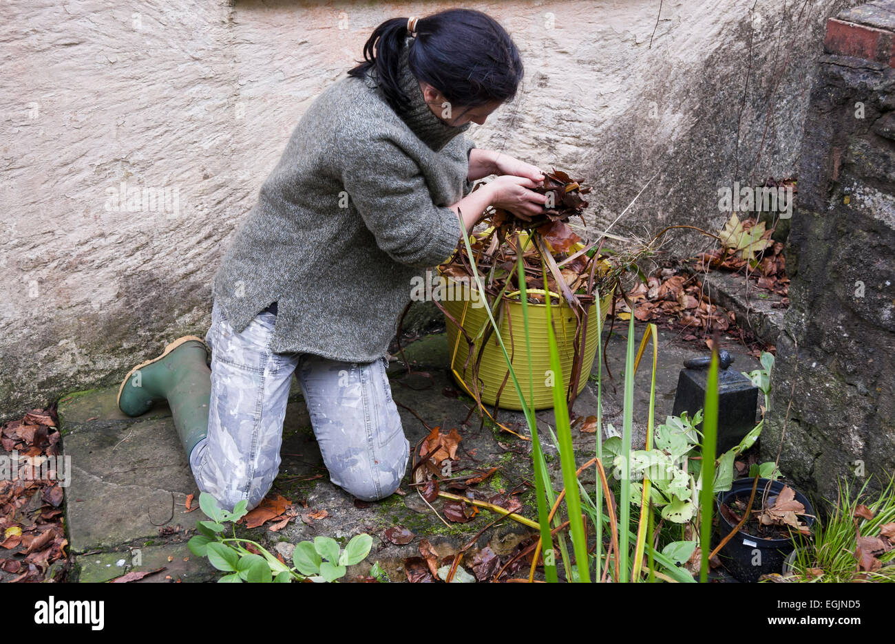 Lady Gärtner in Wellington boots kniend beim clearing Herbst Unkraut und fährt von bewachsenen Teich in gelben Eimer Stockfoto