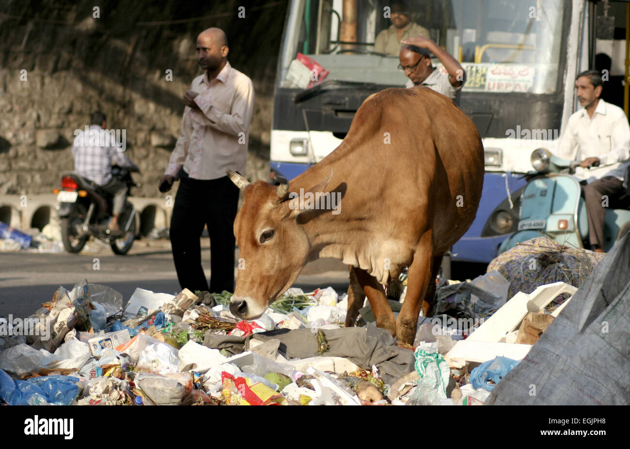 Am Straßenrand Müll in einer viel befahrenen Straße und die Kuh auf Nahrungssuche am Februar 9,2014 in Hyderabad,Ap,India.A gemeinsamen Szene in Indien. Stockfoto