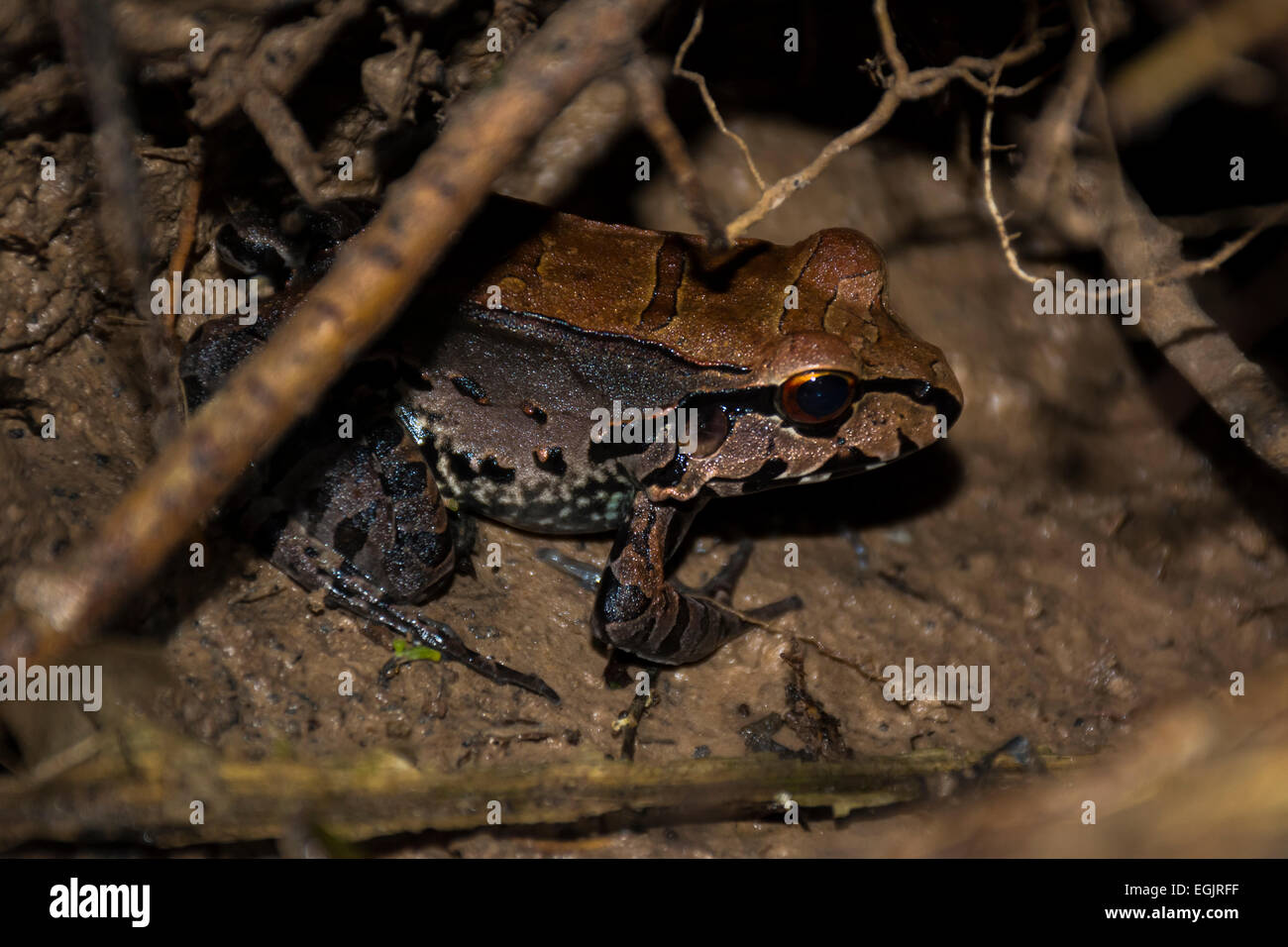 Ein Smokey Dschungel Frosch (Leptodactylus Pentadactylus) verbringen Sie den Tag in seiner burrow Stockfoto