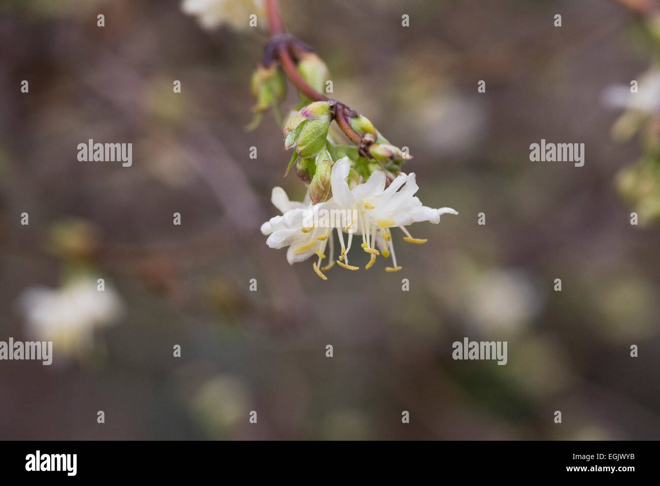 Lonicera Fragrantissima Winter blhenden Geiblatt Stockfotografie - Alamy