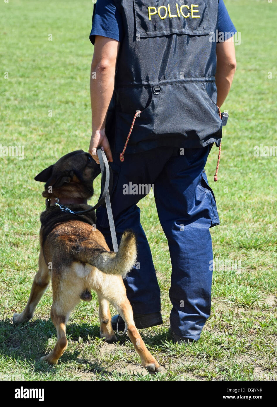 Polizist mit seinem Schäferhund-Hund in der Ausbildung Stockfoto