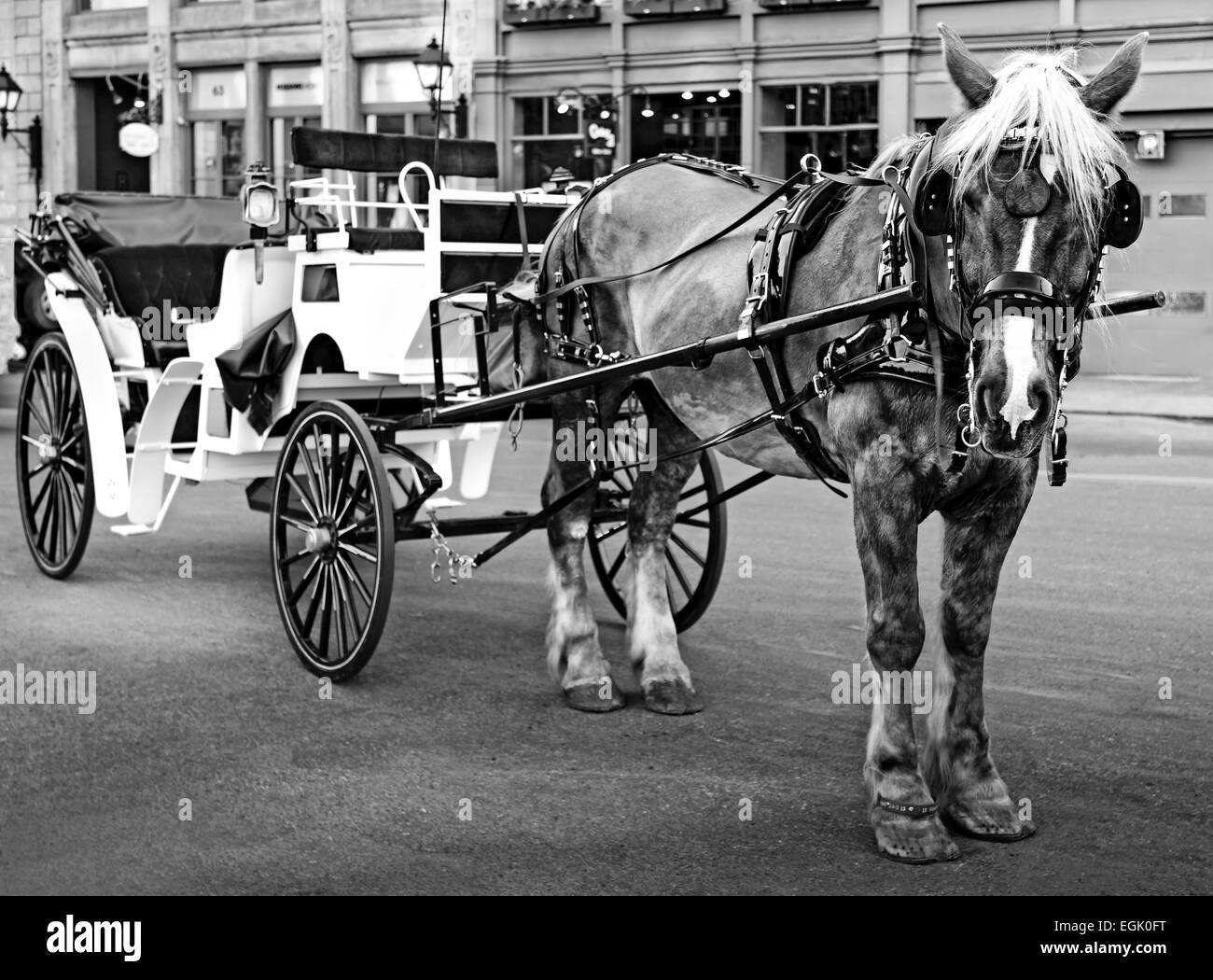 Phaeton in old Montreal. Stockfoto