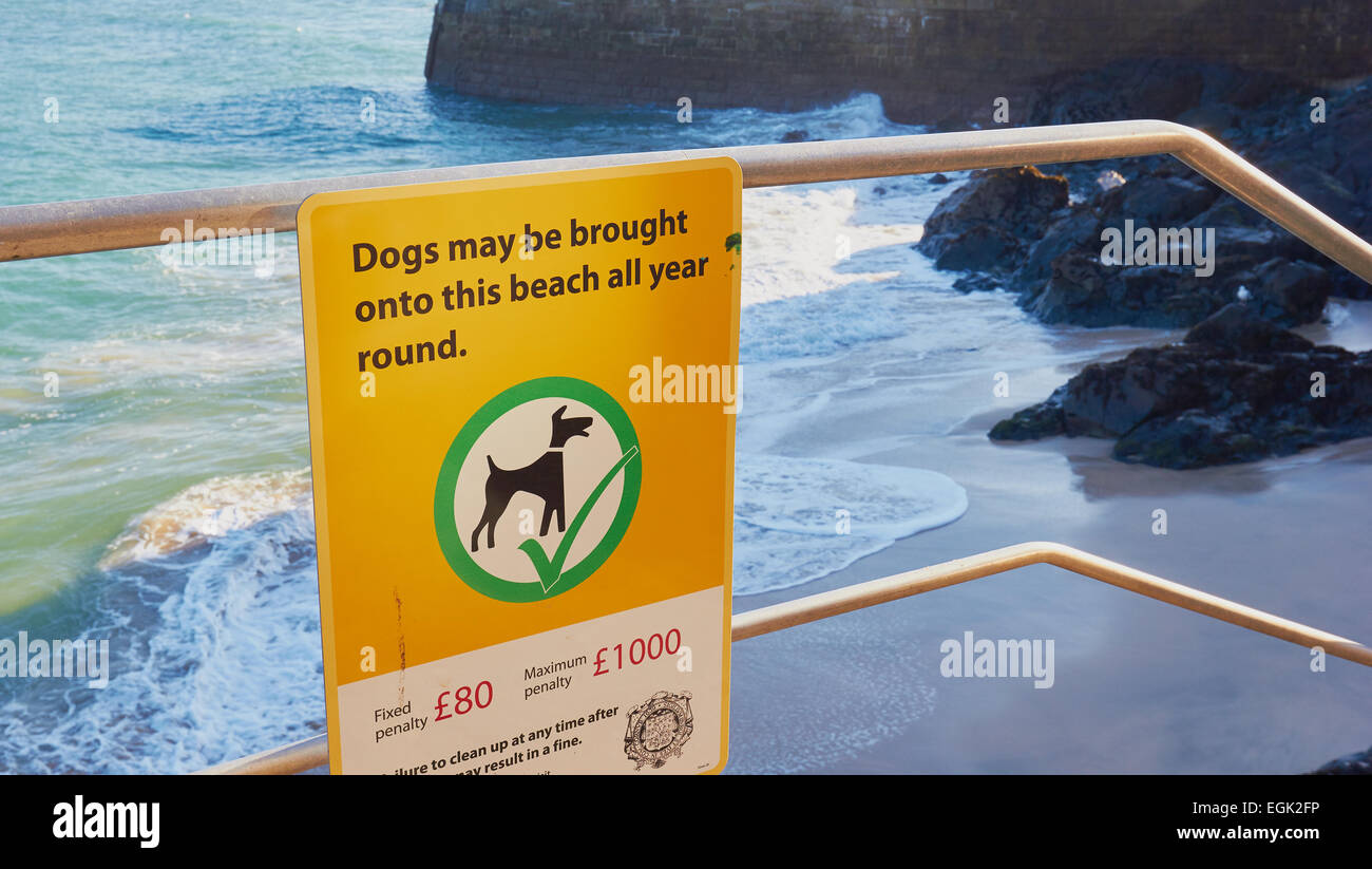 Zeichen, die Hundebesitzer zu informieren, dass sie ganzjährigen Zugang zu Bamaluz haben Strand St Ives Cornwall England Europa Stockfoto
